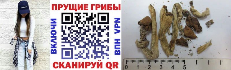 Псилоцибиновые грибы мицелий  наркота  гидра вход  Отрадный 